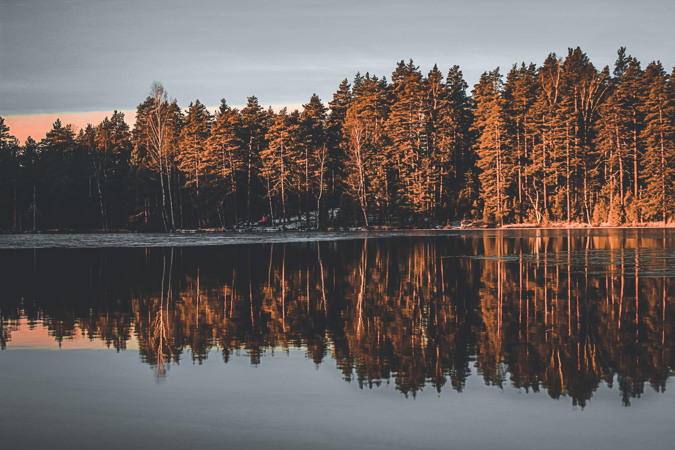 Calm lake surrounded by lush coniferous forest at sundown